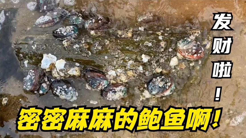 排水口海鲜大爆发啦！管道上吸着一大片鲍鱼！还有好多深海大龙虾