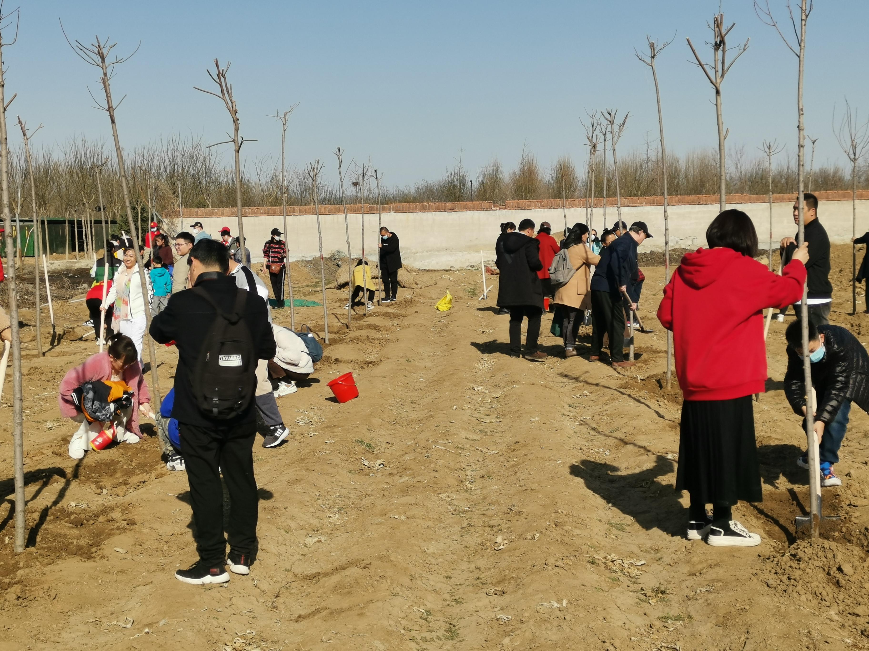 拥抱春天，播种绿色，放飞希望——三河市开展3·12植树活动-图4