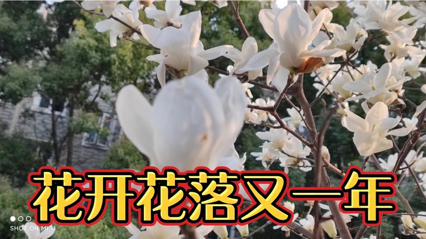花开花落又一年