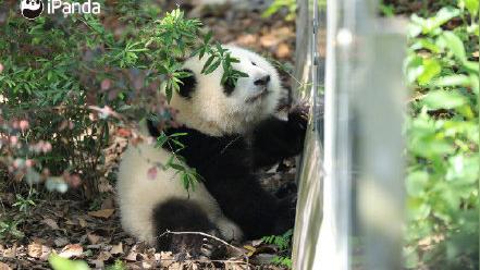 花花不欢迎没边界感的你们-图1