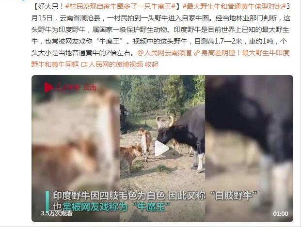 罕见！云南村民自家牛圈多一头印度野牛 重1.5吨无天敌，仅存200头-图2