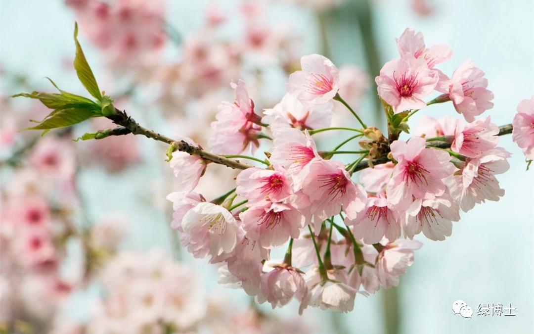 9首春花“飞花令” 边赏花边涨文采！-图4