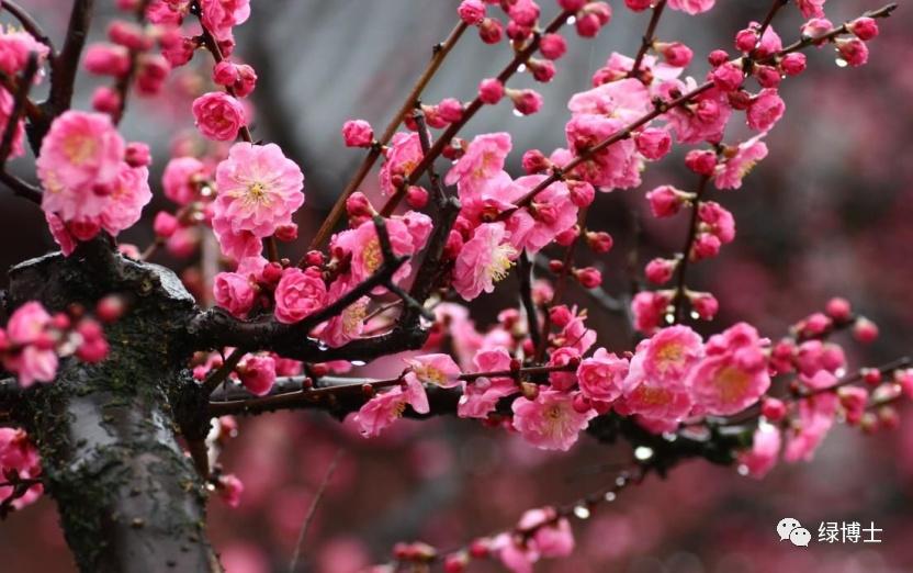 9首春花“飞花令” 边赏花边涨文采！-图3